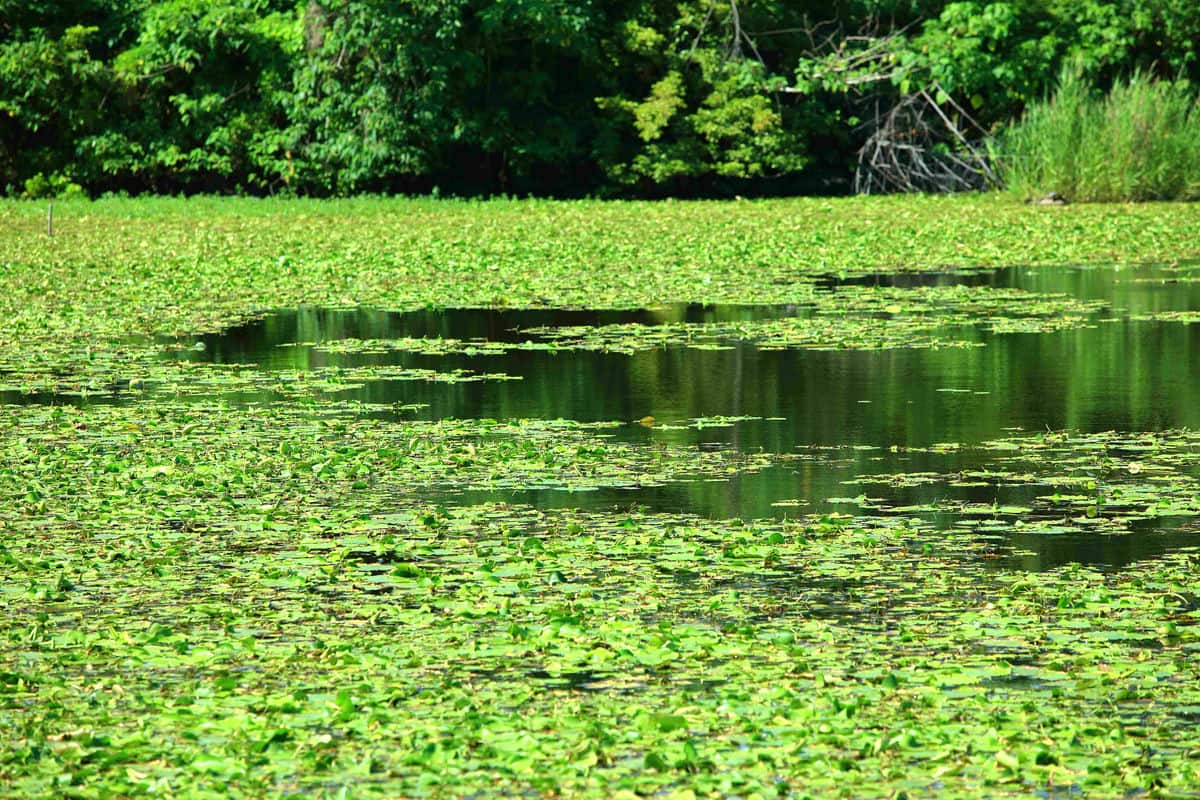 「高鐵旁的夢想家園」─ 打造未來投資寶地