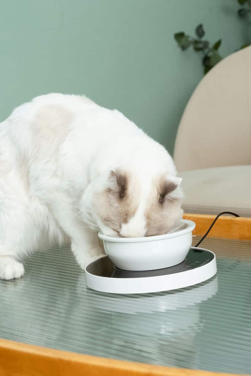 怎麼保證毛孩有足夠的水喝來看看這個神器！