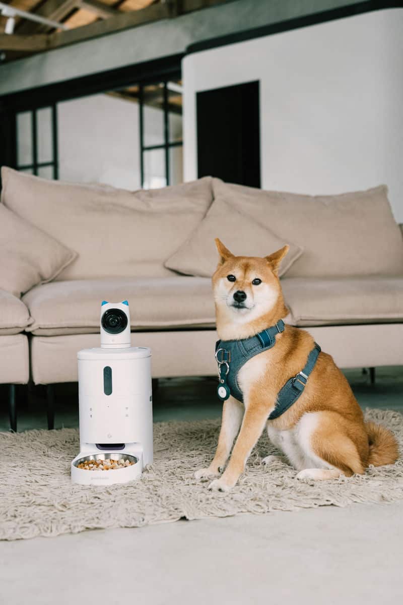 【寵物餵食革命】GC 餵不停 LuxNourish，帶給忙碌